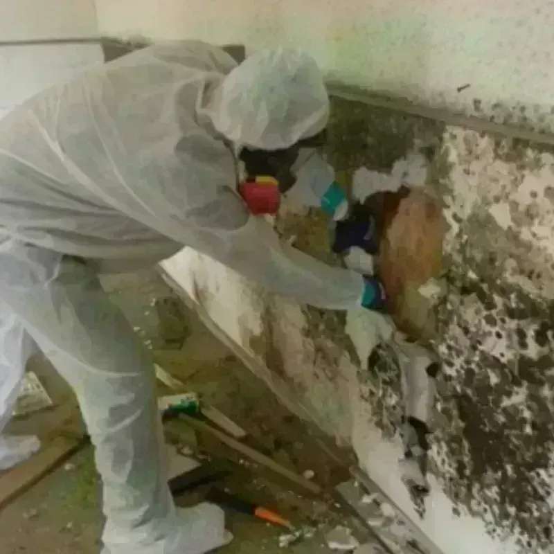 Mold Remediation and Removal in Wadesboro, NC